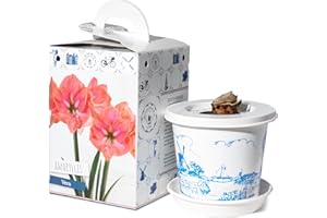 Amaryllis Vera Pre-Potted Bulb Gift; 1 Large 28/30cm with Decorative Box | Indoor Flowering Plant for Winter Displays, Seasonal Gifts, Flower Box, Home Décor by Jamieson Brothers