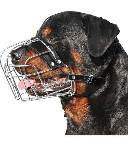BronzeDog