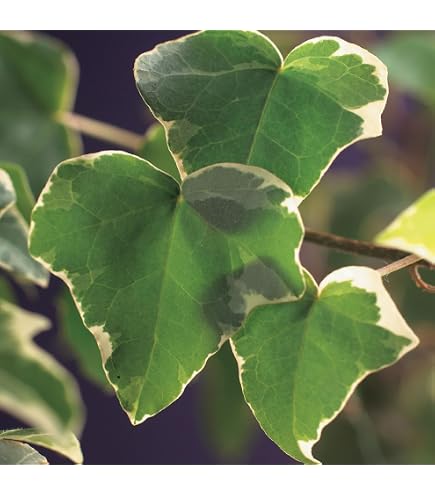 12x Persischer Efeu, Kaukasischer Efeu - Hedera colchica | 9x9 cm pot :  Amazon.de: Garten