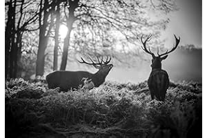 decomonkey - Papier Peint Intissé Cerf 350x256 cm - Panoramique Image XXL Maison Chambre Déco Photo Murale Décorative Tenture Murale pour Appartement Décoration Salon