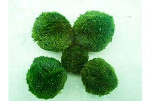 DENNERLE Marimo - Palline di muschio giganti per acquario, 5-7 cm