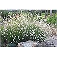 3 x Gaura lindheimeri 'Whirling Butterflies‘ (Stauden/Staude/Winterhart