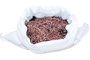 SUPERWURM Composting Worms Garden Worms, Rain Worms – 0.5 kg