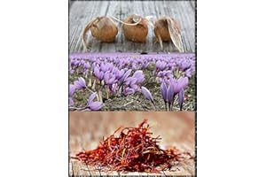 FLORIANA-BULBOSE Bulbi di Zafferano Sardo (Crocus sativus) circonferenza 9/10 cm - PREVENDITA - BUONO D'ACQUISTO - CONSEGNA IN AGOSTO 2023 (20)