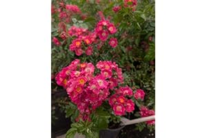 BAUMSCHULE GOLD Rose * Maria Lisa* kleinblütige Rambler- Rose im Topf gewachsen