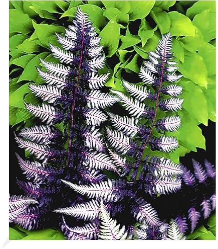 Staudenkulturen Wauschkuhn Dryopteris erythrosora - Rotschleierfarn - Farn  im 9cm Topf : Amazon.de: Garten