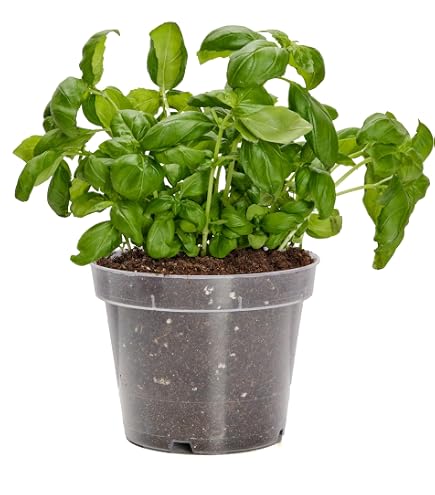 Pot De Fleurs Round Greemotion - Ø15cm, 1L - Plastique Résistant UV Et Gel - Couleur Taupe - Pour Intérieur Et Extérieur
