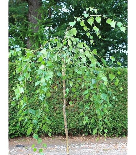 Silber-Birke  250 halb  Betula Pendula Albero dei Bonsai europeo :  Amazon.de: Garten