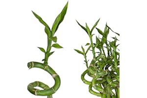 UNBEKANNT 5 unités Heureux Bambou Bambou de bonheur Dracaena Sanderiana 50cm long