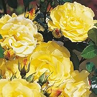 Kordes Rosen Lichtkönigin Lucia Strauchrose, kräftiges zitronengelb, 12 x 12 x 40 cm