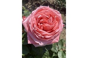THE GARDEN ROSE COMPANY 'Lorraine’ Salmon Pink Renaissance Rose - 4L Potted