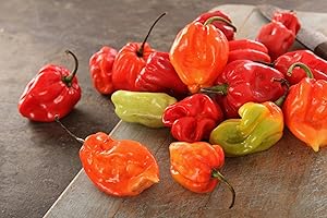 Fresh Scotch Bonnet|| FRESH HOTPEPPER || Red Pepper || Good for Souce-Chutney || UGANADA || KENYA || FPG4U || 1KG