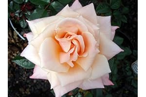 GIFTAPLANT Rose Betty's Smile - A Beautiful Blush Pink Potted Rose Bush for The Garden - Unique Personalised Gift for A Person Named Betty