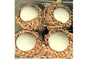 HOME FARM CORNWALL Free Range GOOSE Eggs - pasture fed (2)