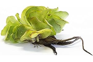 Mühlan Aquatic Plants 1 pcs Salvina natans for pond, floating plant against algae