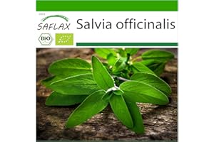 SAFLAX - BIO - Salvia - 60 semi - Salvia officinalis