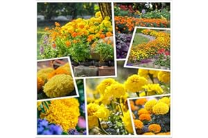 HUA XIAN ZI Marigold F1 ibrido giallo e arancio Vanilla Flower 2000+ semi (giallo)