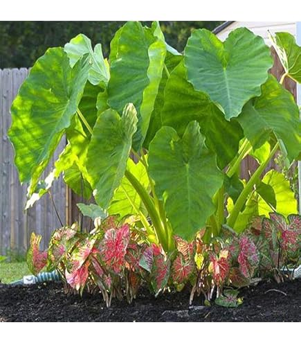 Bulbi Orecchia Di Elefante Colocasia - 5 Bulbi, Pianta Perenne, Per Vaso O Giardino - Foto 3