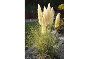 PILLE BAUMSCHULEN Pampasgras Ziergras Cortaderia selloana Pumila im 5 Liter Topf kräftig gewachsen schöner Zierschmuck