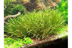 Lincolnshire Pond Plants Ltd Blyxa Japonica - Tropical Aquarium Oxygenating Live Plants for aquascaping