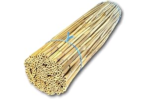 BeeCasa by Hiss Reet® Schilfrohrhalme MEDIUM | Naturbelassener Bund | Insektenhotel & Bienenhotel Füllmaterial | Niströhren & Nisthülsen für Wildbienen