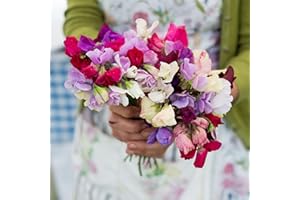 PREMIER SEEDS DIRECT - Sweet Pea - Heaven Scent Mix - 45 Finest Seeds