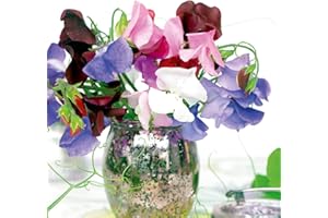 SUTTONS SEEDS Suttons Sweet Pea Seeds Long Stem Mixed Flower Seeds, Approx. 50 Seeds per Pack, Grow Your own Fragrant Sweet Pea Plants from Seed, Ideal for Beds and Borders, Greenhouses