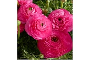 OLIWIER'S BULBS 10 x Ranunculus Pink Summer Flowering Bulbs Persian Buttercup Aviv Peony Shaped Cut Flowers Hardy Garden Perennial Corms Size 6/7