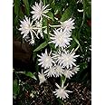 Brahma Kamal White Flowering Live Plant & Tree For Shrub/Bush/Garden (Hybrid, Pack Of 1)