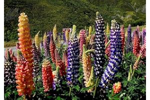 HUA XIAN ZI Semina i semi giusti - 2000 semi di lupino Russell da piantare - semi di cimelio non OGM; Giardinaggio meraviglioso