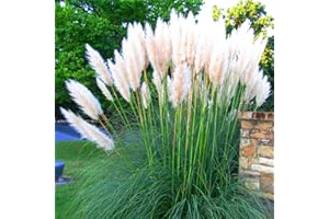 CSL SUNRISE GMBH Set Frosthartes Amerikanisches Pampasgras Cortaderia Ziergras im Topf 4x weiß