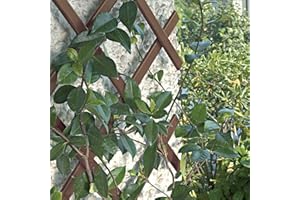 busybee Lot de 2 treillis de jardin extensibles en plastique Marron 180 x 40 cm 1,8 m