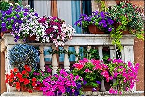GÉNÉRIQUE 250 Graines SPECIAL BALCON - Mélange de 11 Variétés - Mix de couleurs et Variétes - Fleur Jardin Balcon - 373