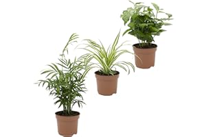 Dominik Blumen und Pflanzen, Indoor-Trio - Kaffee-Pflanze Coffea arabica, Grünlilie Chlorophytum comosum und Zimmerpalme Chamaedorea, Zimmerpflanzen, Kübelpflanzen