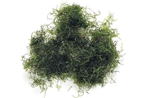 K2AQUA 20 Grams Java Moss (Taxiphyllum Barbieri) Live Aquarium Plant for Freshwater Fish Tank Easy to Grow Low Maintenance Planted Tanks Natural Decoration and Water Purifier
