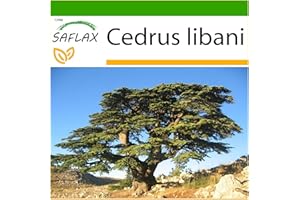 SAFLAX - Liban - Cedr - 20 Nasiona - Z pożywką wolną od zarazków - Cedrus libani