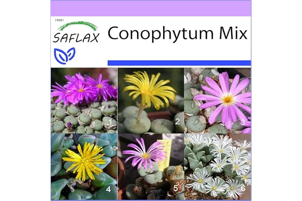 SAFLAX - Des pierres fleurissantes/Mélange de Conophytum - 40 graines - Conophytum Mix