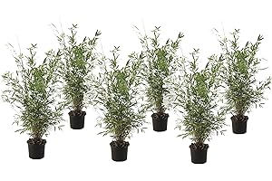 Plant in a Box - Fargesia nitida 'Gansu' - Set de 6 - Bambou plante exterieur rustique non traçant - Pot 17cm - Hauteur 50-70cm
