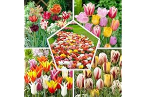 DUTCH BULBS EXCLUSIVE PLANTS FROM HOLLAND Mezcla de bulbos de tulipanes de primavera completa, 50 bulbos, exclusivamente de Holanda, 15 variedades, resistente al invierno y perenne para jardín, macetas, balcón