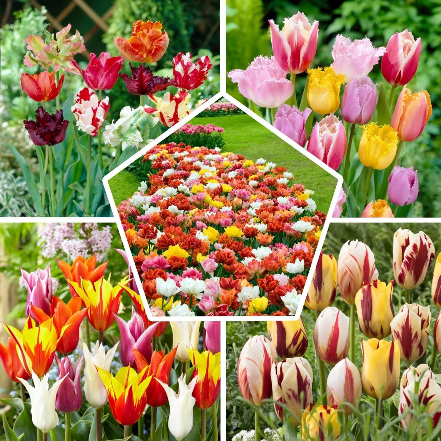 Bulbi Fiori Perenni da Esterno - 50 Bulbi Tulipani - Mix | Piante e Fiori Esclusivi dall'Olanda, per Giardino, Vasi e Balcone (non semi, non artificiali)