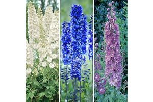 YOUGARDEN You Garden - Pack of 3 Blue, Pink & White Perennial Delphiniums in 9cm Pots