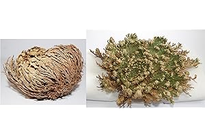 ESOTERIK-VERSAND Die Rose von Jericho, 3 Stück