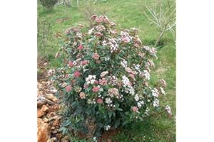 WHIN HILL NURSERIES 3x Garden Shrub Plants, Viburnum tinus, WINTER flowering hardy outdoor garden bush