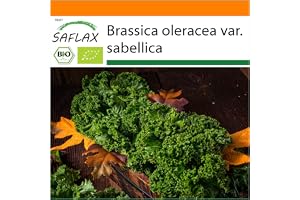 SAFLAX - Ekologiskt - Kale - Westland Winter - 70 Frön - Brassica oleracea