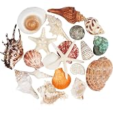 20 Pieces Large Mixed Seashells Ocean Starfish, Natural Sea Shells Starfish up to 14 cm, Shells DIY Crafts Fish Tank Decorati