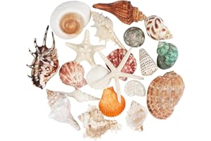 FANGOO 20 Piezas Grandes Conchas Marinas Mixtas Estrella de mar oceánica, Conchas de mar Naturales Estrellas de mar de hasta 14 cm,Conchas Manualidades de Bricolaje decoración de peceras