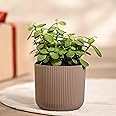 UGAOO Jade Plant in Mocca Ibiza Pot | Low-Maintenance Succulent for Home Decor, Office Desk & Good Luck Feng Shui Plant