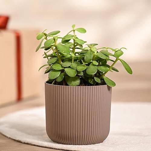 UGAOO Jade Plant in Mocca Ibiza Pot | Low-Maintenance Succulent for Home Decor, Office Desk & Good Luck Feng Shui Plant