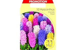 PRGA BULBI AUTUNNALI GIACINTO GARDEN MIX COLORI CONFEZIONE DA 10 BULBI BULBS profumati