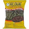 Iagrifarm MP Chari Seeds - 100 gram/High Yield Multicut Fodder Grass Seeds (Red Napier) for Livestock